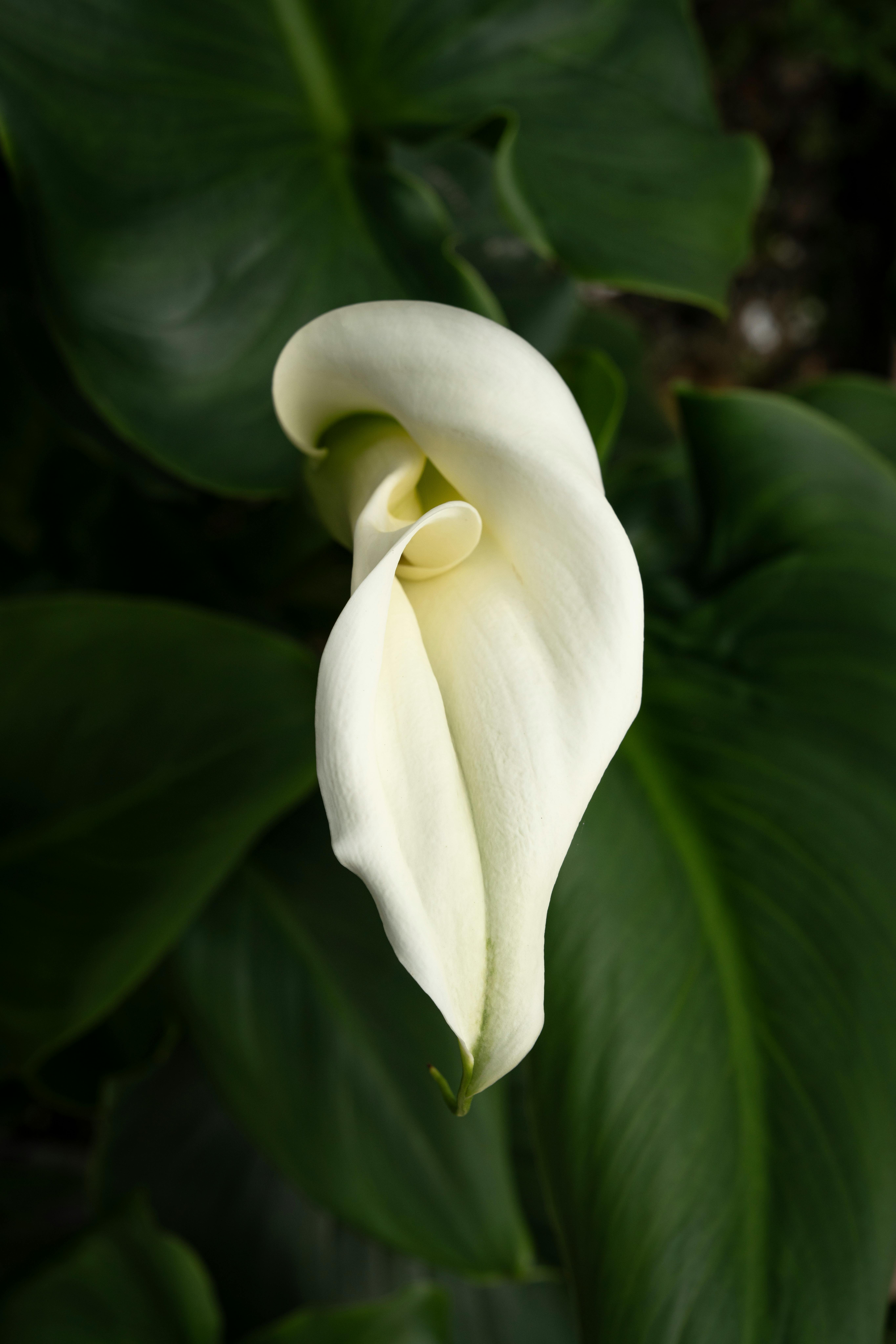 A delicate white calla lily bloom surrounded by lush green leaves in an outdoor garden setting.