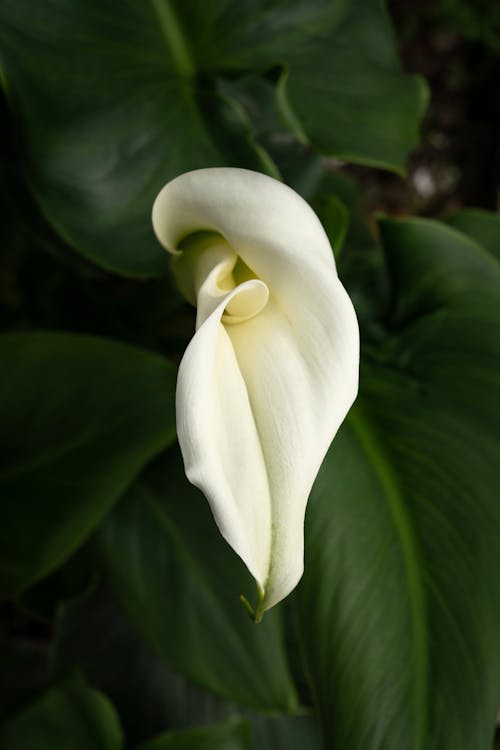 Fotos de stock gratuitas de belleza, brillante, calla lily