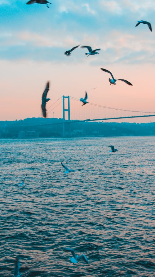 Foto profissional grátis de 15 de julho ponte dos mártires, animais de estimação mimados, aventura no mar