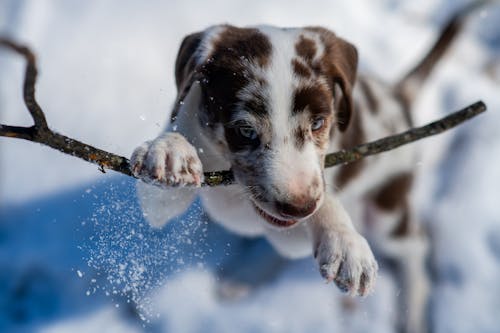 Dog Holding a Branch in Winter 
