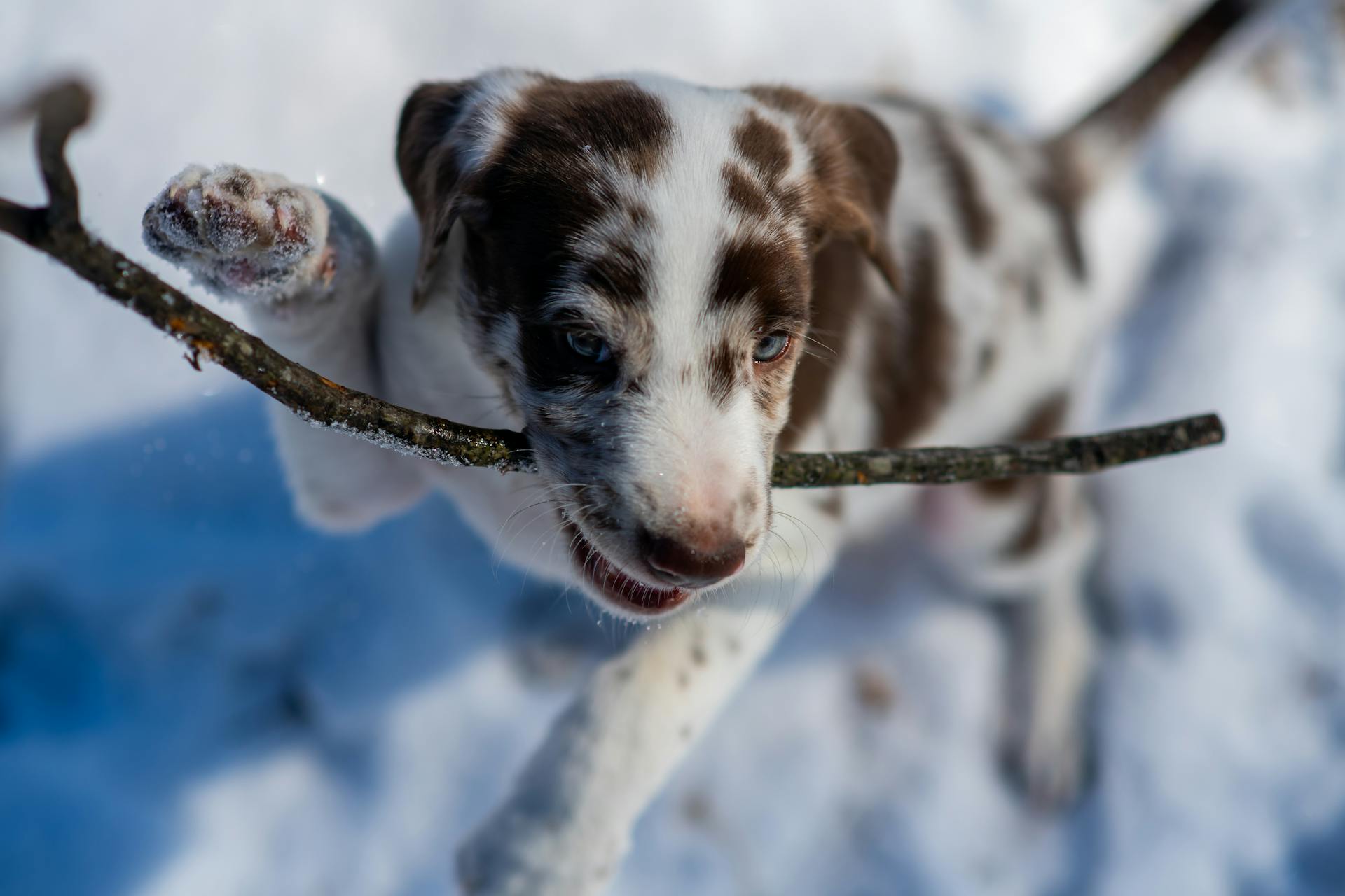 Vue rapprochée d'un chiot Border Collie Red Merle avec un bâton dans la bouche