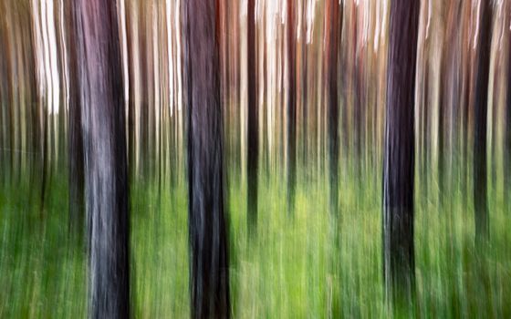 A creative forest scene with blurred vertical tree streaks and vibrant green foliage.