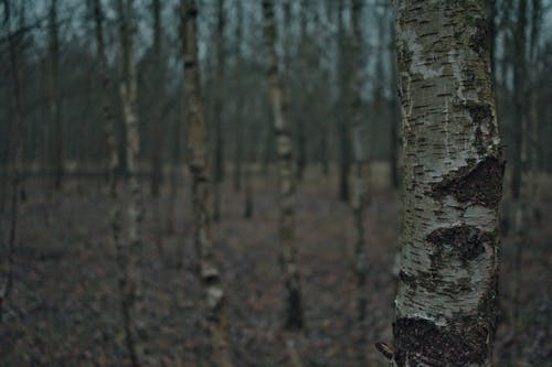 Birch trees dramatic horror movie look