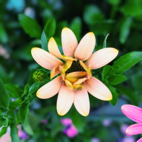 Close up of a Flower