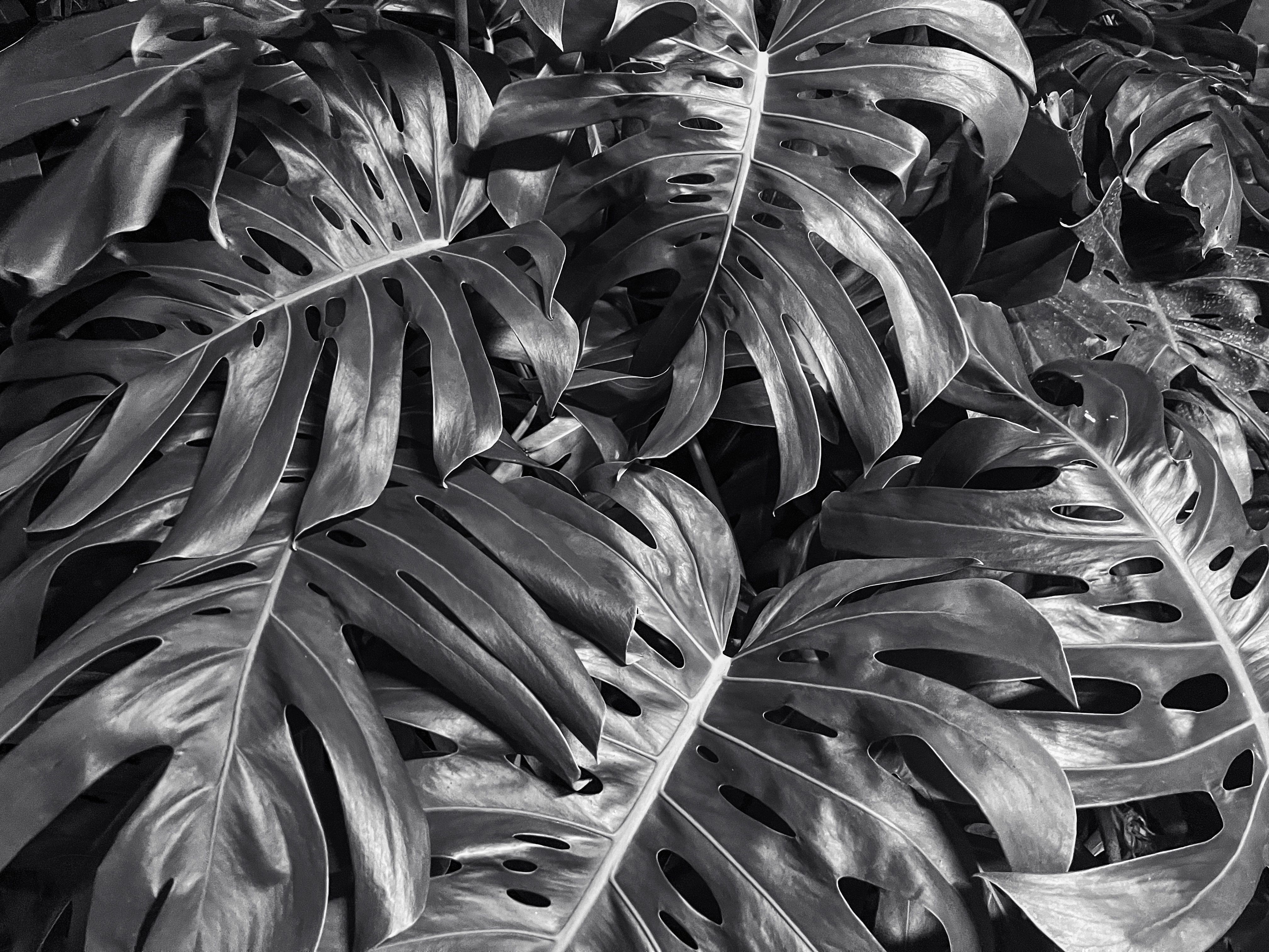 Detailed black and white photograph of Monstera leaves displaying their unique patterns.