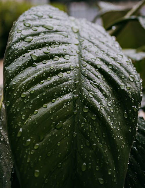 Δωρεάν στοκ φωτογραφιών με βροχερός, μετά τη βροχή, σκούρα πράσινα φυτά