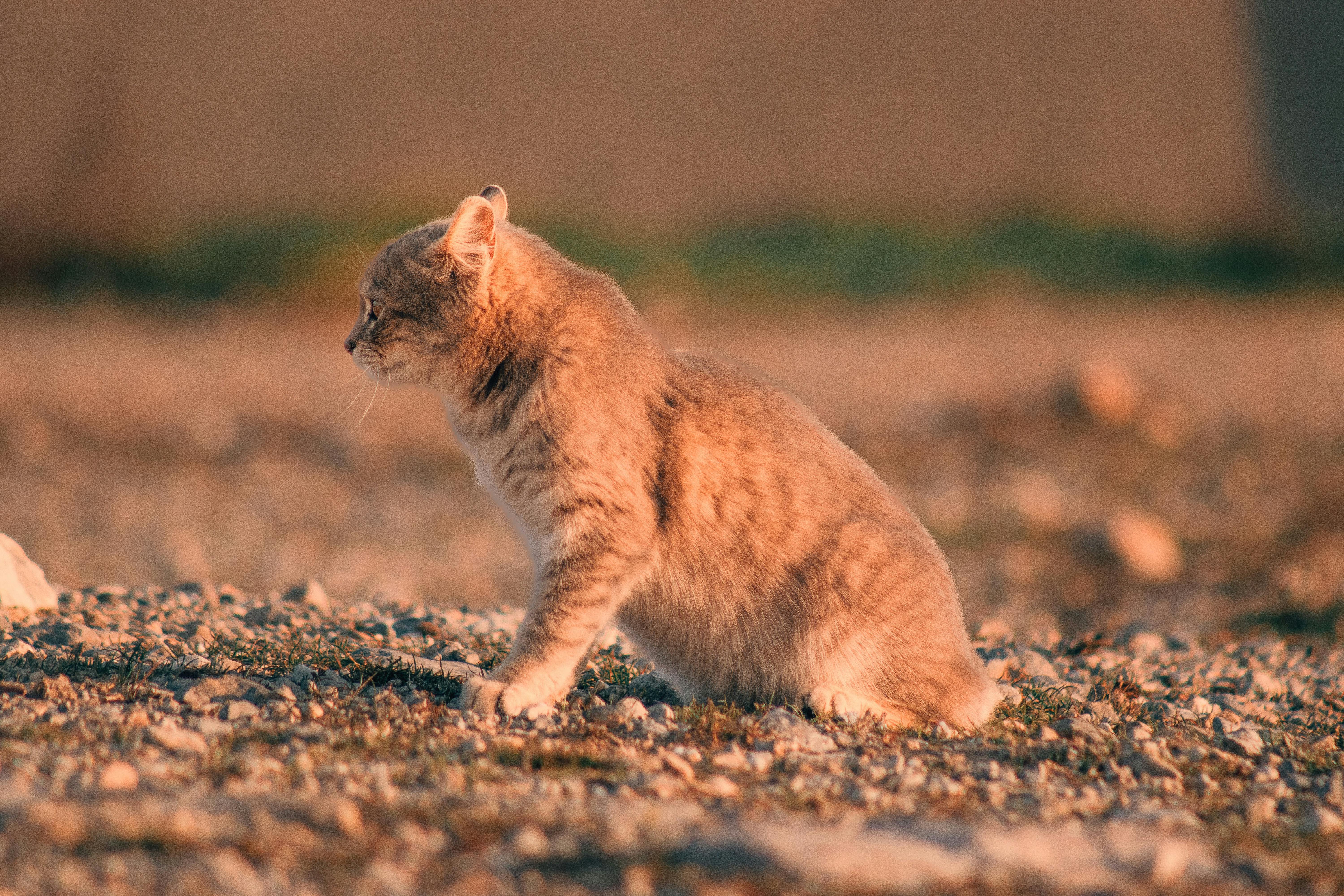 a cat is sitting on the ground in the sun