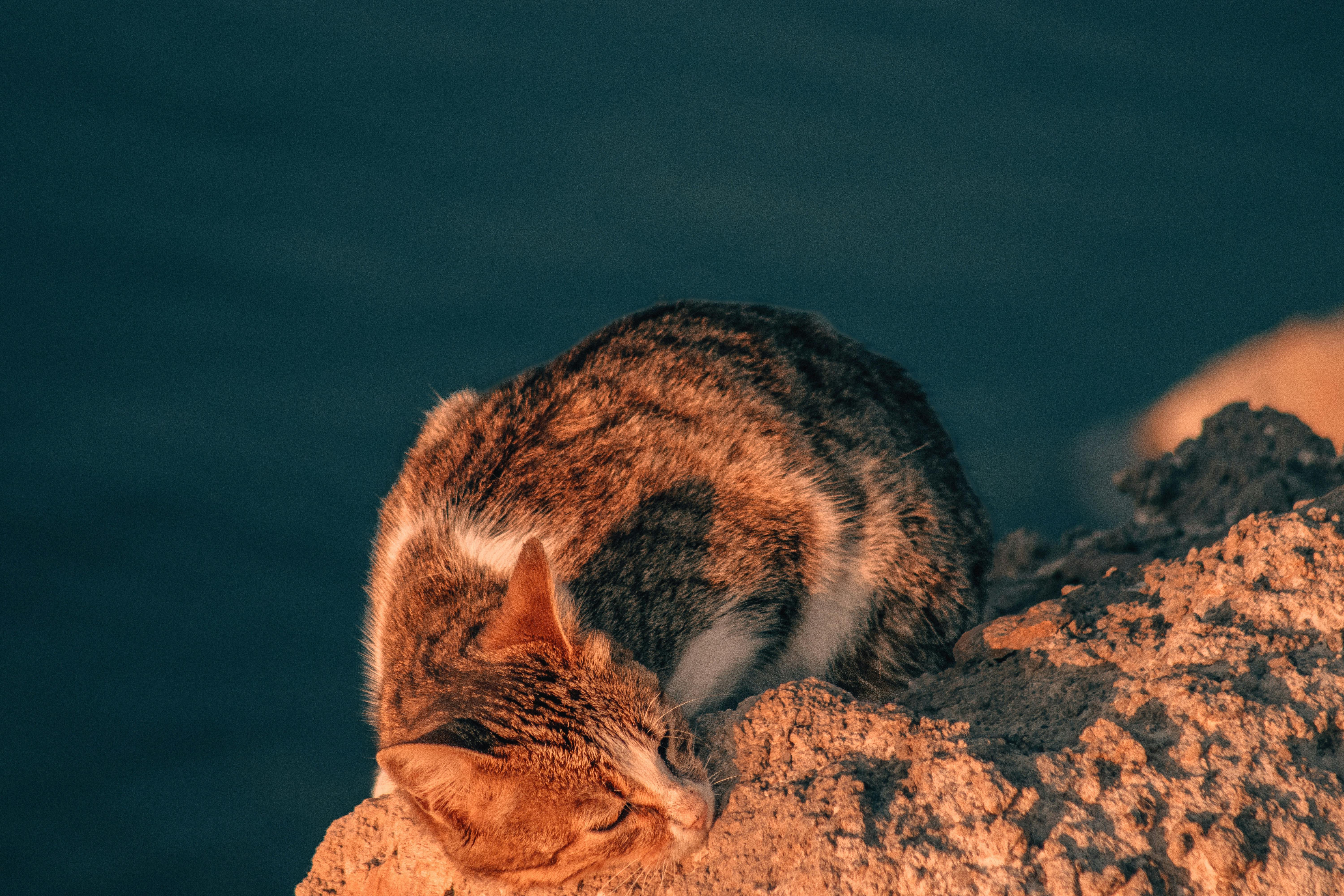 a cat sleeping on a rock near the ocean