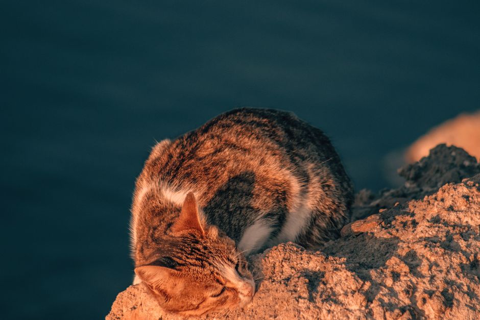 Why Cat Ba Island is a Rock Climbing Paradise Why Cat Ba Island is a Rock Climbing Paradise