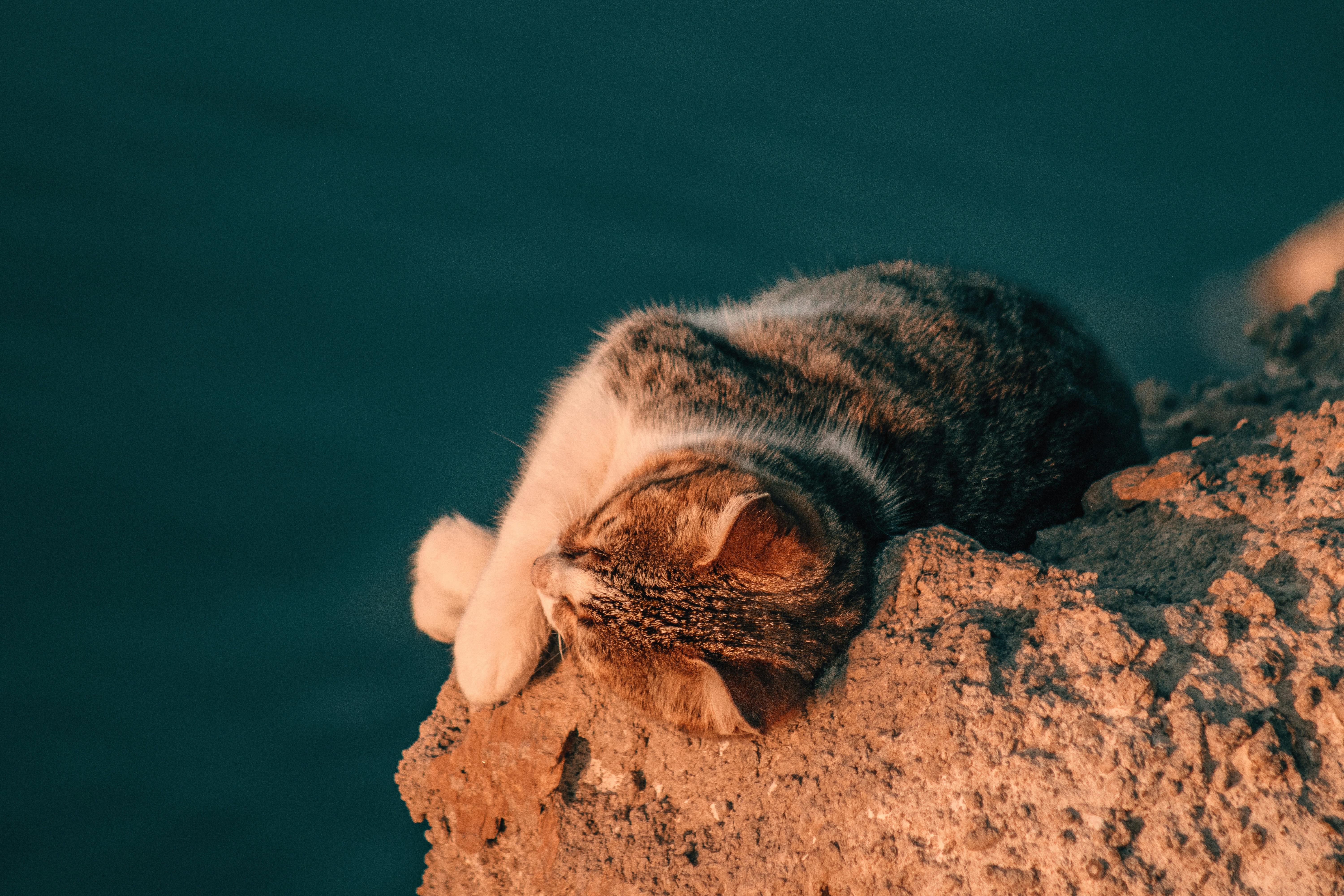 a cat sleeping on a rock by the ocean