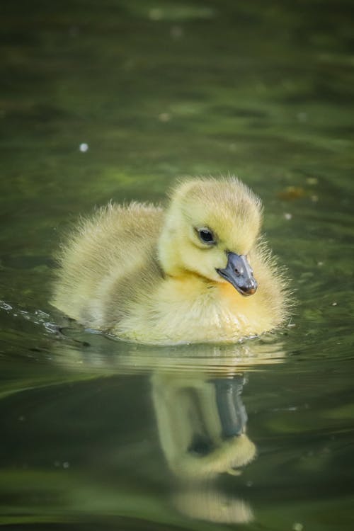 Close up of a Duckling