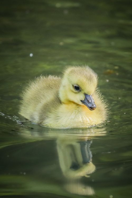 Free Close-up of a fluffy duckling gracefully swimming in calm water, showcasing nature's innocence. Stock Photo