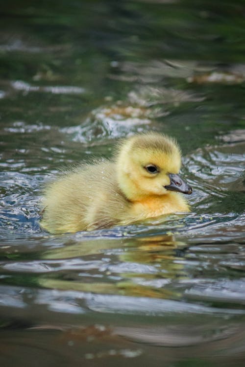 Close-up of a Yellow Gosling Swimming in the Water 