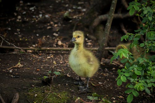 Close-up of a Gosling Standing on the Ground 