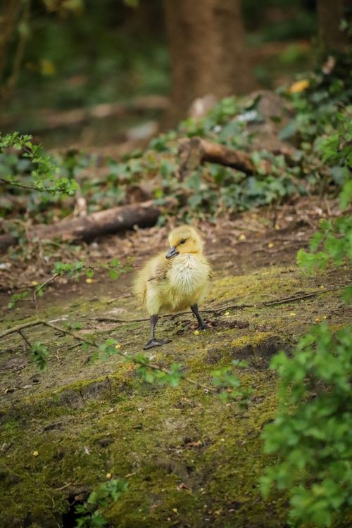 Free Cute gosling exploring a leafy park in Bristol, England, showcasing natural wildlife charm. Stock Photo