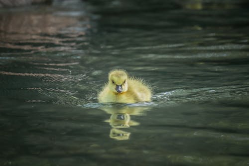 Close-up of a Yellow Gosling Swimming in the Water