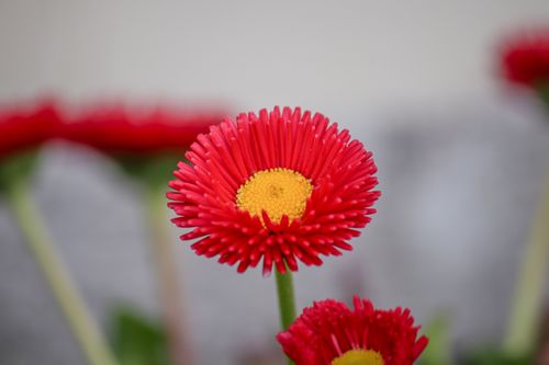 Free Close-up of vivid red daisy flowers with a soft focus background in spring. Stock Photo