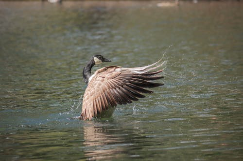 A goose is flapping its wings in the water