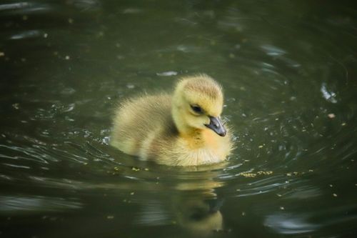 Free A cute yellow gosling swimming peacefully in a pond, showcasing nature's beauty. Stock Photo