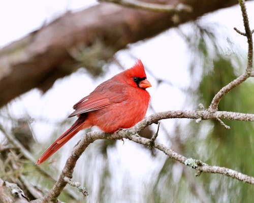 Close-up of a Northern Cardinal Sitting on a Tree Branch 