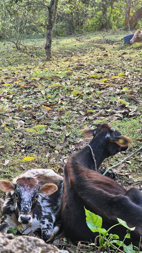 Free stock photo of calf, cow, sleep Stock Photo
