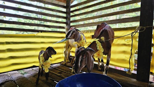 Free stock photo of baby goat Stock Photo