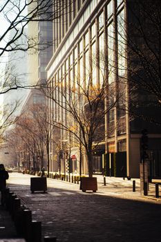 Charming sunlight on a Tokyo street with skyscrapers and autumn foliage.