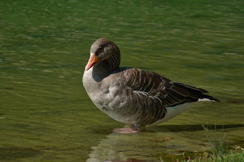 Close-up of a Goose Standing in a Body of Water 