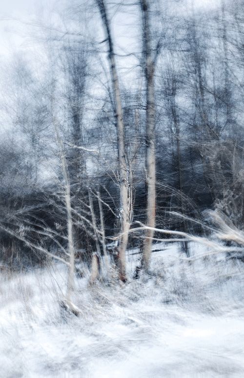 Free Blurred winter landscape of frosty trees in a snowy setting, capturing a dreamy ambiance. Stock Photo