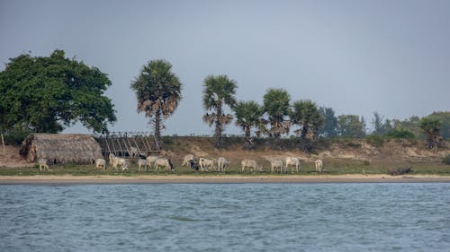 Darmowe zdjęcie z galerii z @na wolnym powietrzu, jezioro, krowy