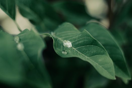 Detailed view of raindrops on lush green leaves in a tropical setting.