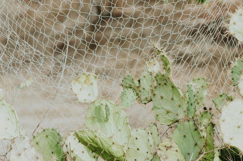 Cactus under Net