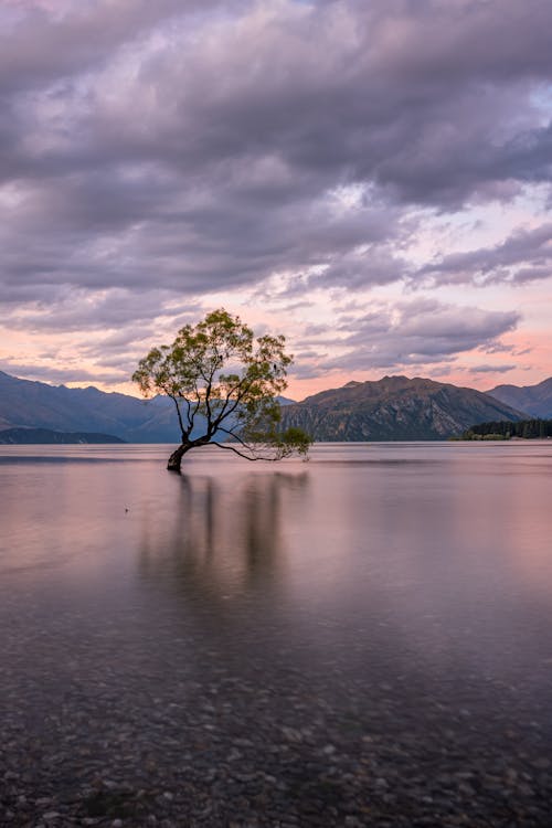 Free Lone Tree in a Lake under a Dramatic Sky  Stock Photo