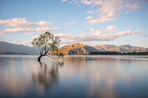 Δωρεάν στοκ φωτογραφιών με Otago, αντανάκλαση, αυτό το δέντρο wanaka