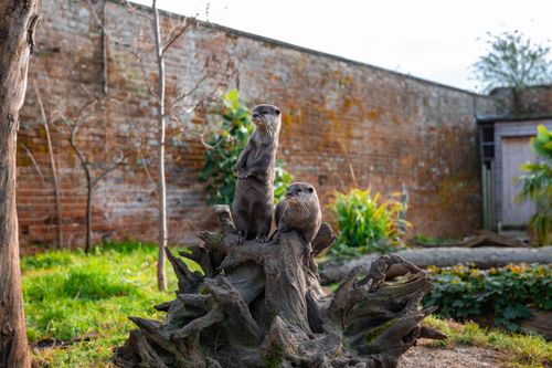 Free Two otters perched on a tree stump in a zoo, surrounded by lush greenery and a brick wall backdrop. Stock Photo