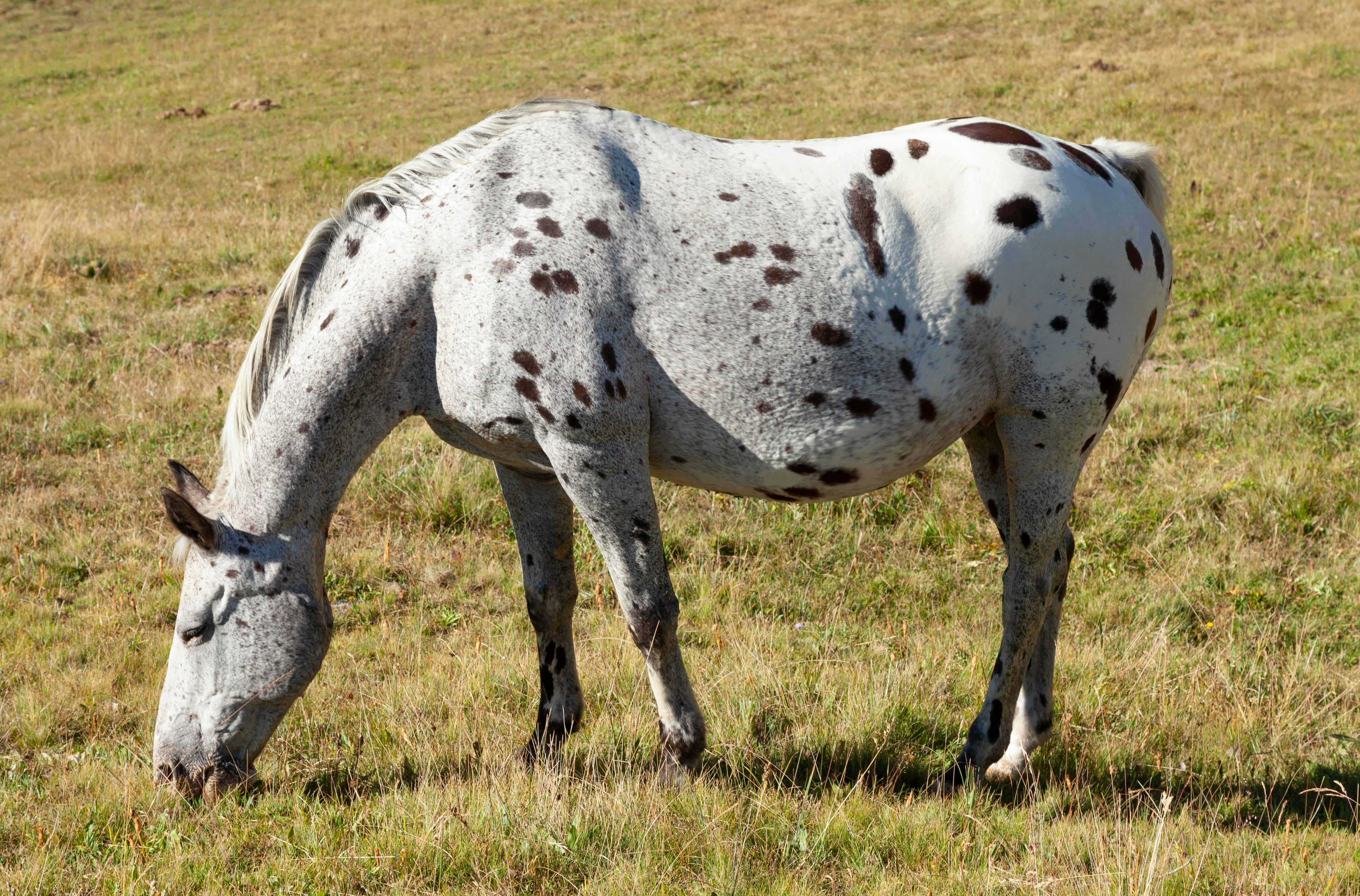 A beautiful Appaloosa horse grazing in a lush French pasture in Provence-Alpes-Côte d'Azur.