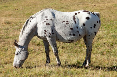 Fotobanka s bezplatnými fotkami na tému hospodárske zviera, kôň, pasenie