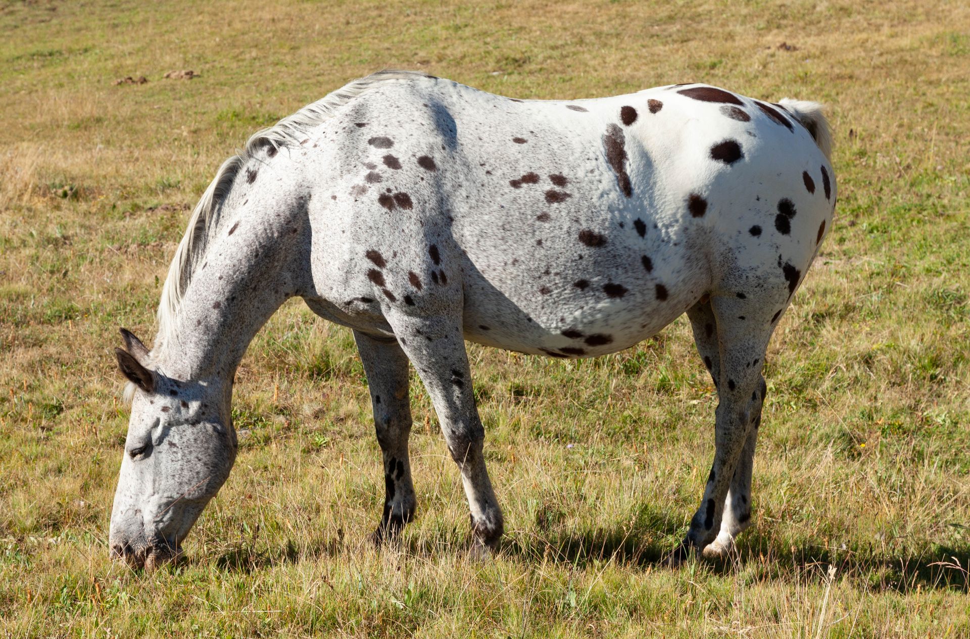 A beautiful Appaloosa horse grazing in a lush French pasture in Provence-Alpes-Côte d'Azur.