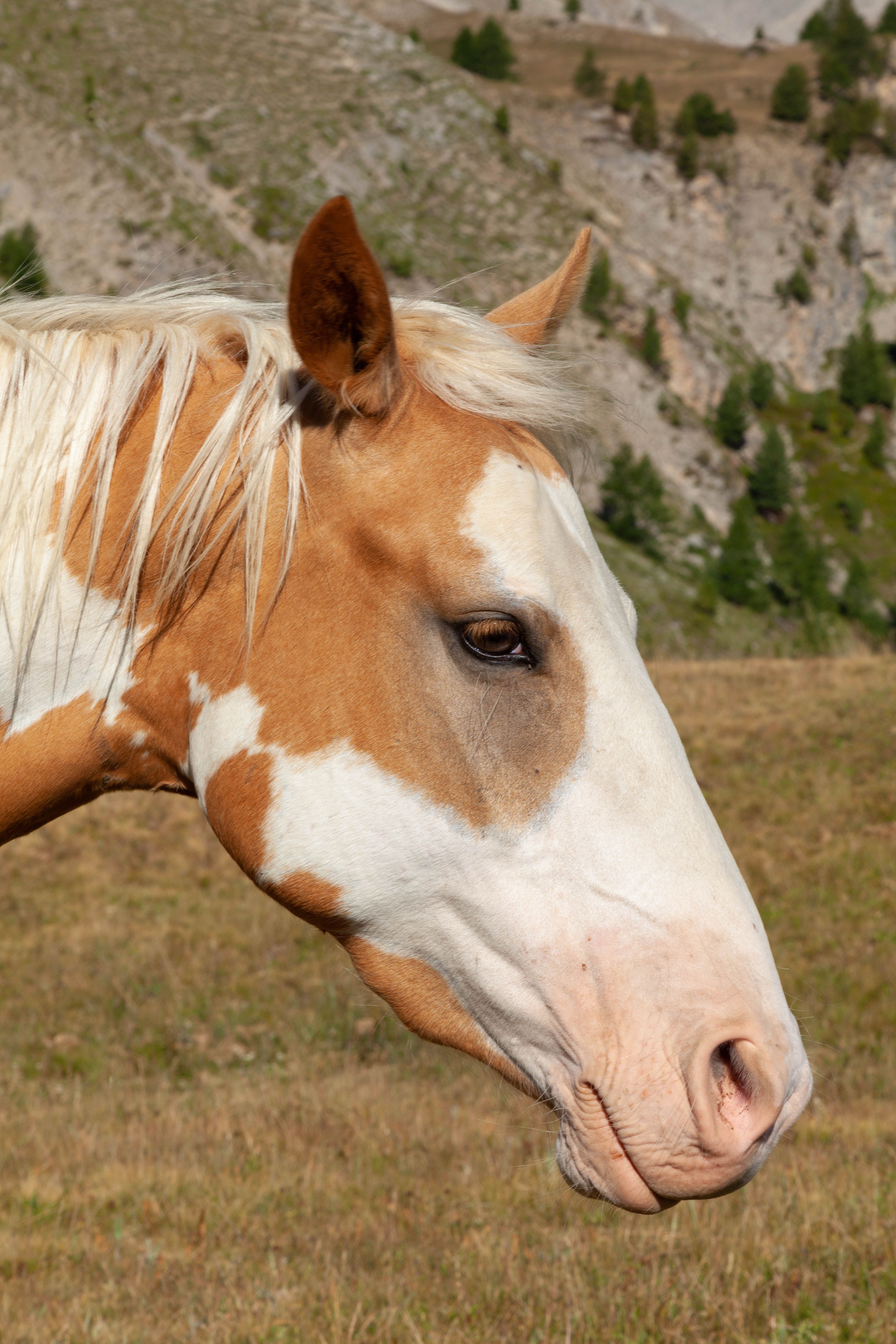 Headshot of a brown and white horse in the scenic Queyras mountains of France.