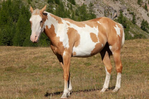 Gratis stockfoto met Alpen, bergen, dierenfotografie