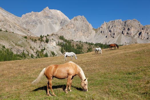 Horses graze in a picturesque mountain pasture in Ceillac, France, surrounded by stunning alpine scenery.