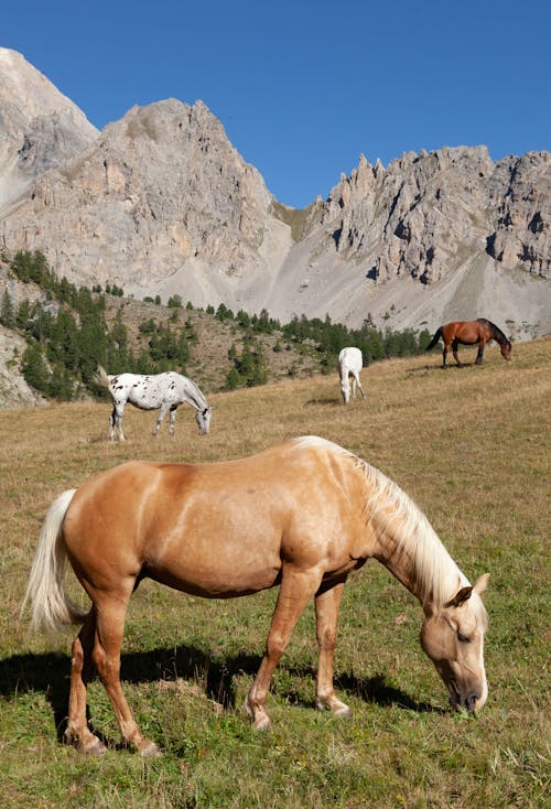 Fotos de stock gratuitas de animal, caballo, caballos