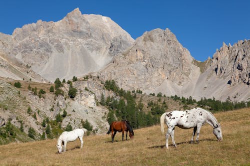 Imagine de stoc gratuită din animale, cai, cal