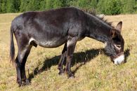 A donkey grazing peacefully in a scenic meadow in Ceillac, Provence-Alpes-Côte d'Azur.
