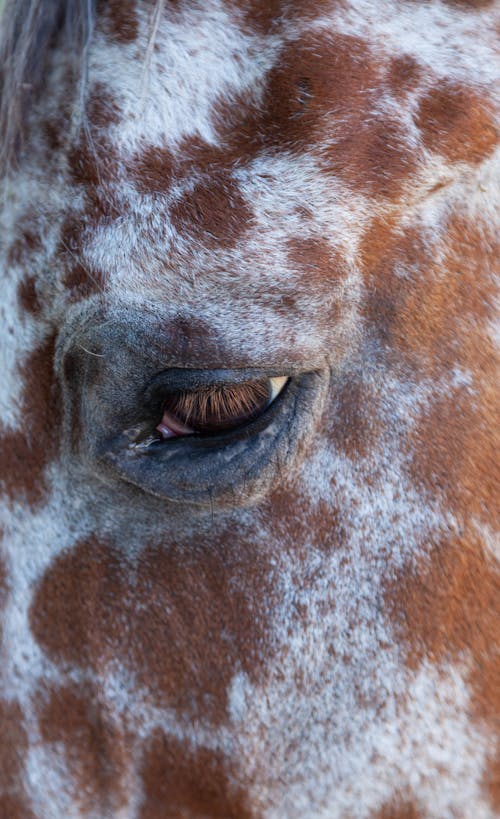 Darmowe zdjęcie z galerii z fotografia zwierzęcia, koń, kropkowany