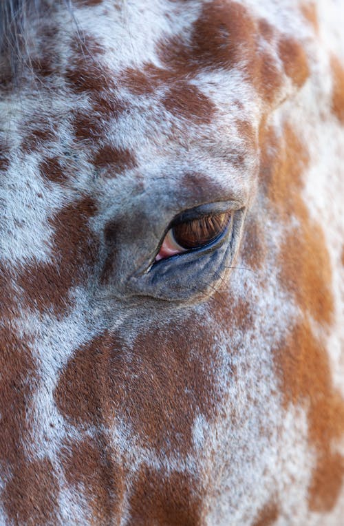 Eye of a Brown and White Horse