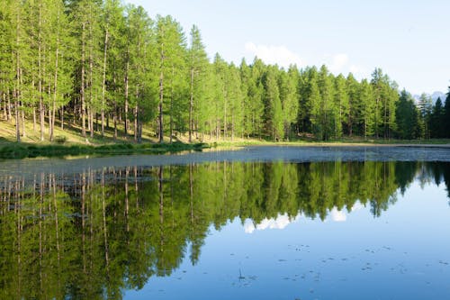 Fotobanka s bezplatnými fotkami na tému jazero, jazierko, les