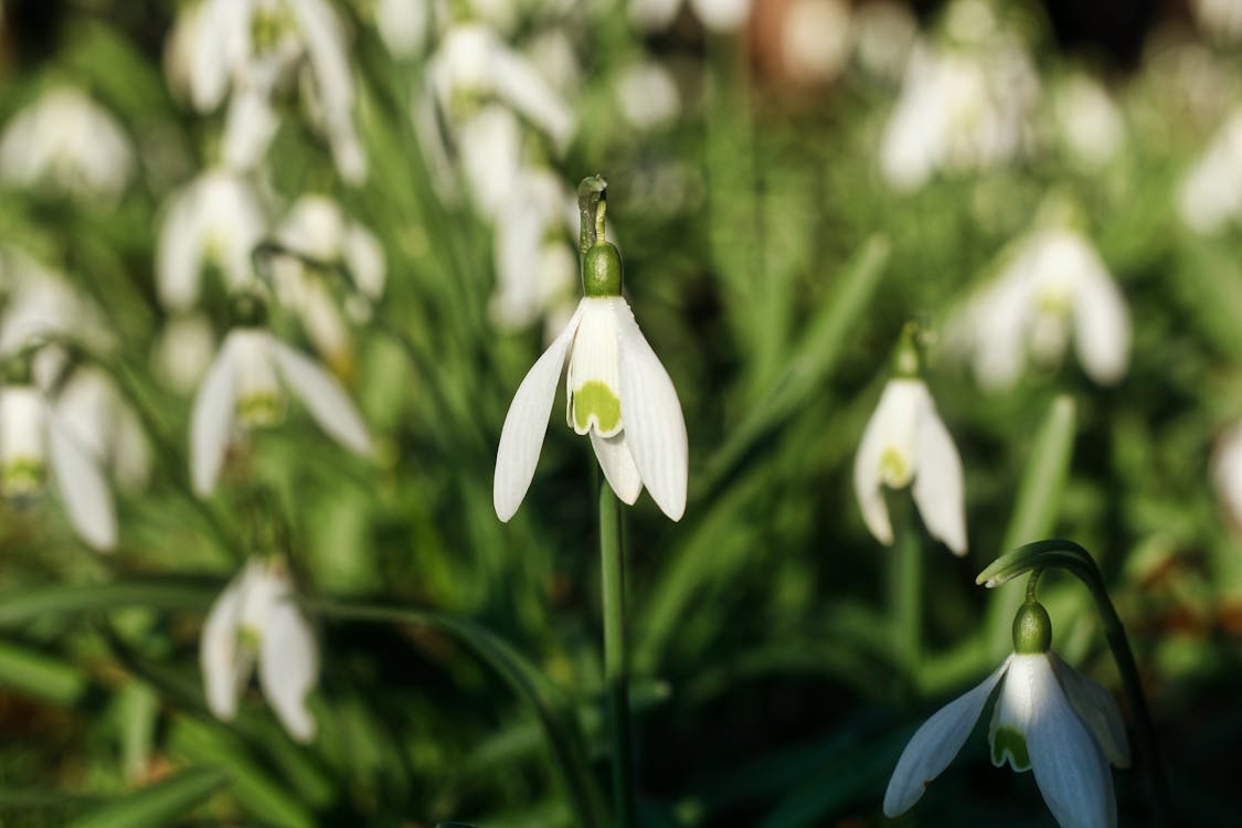 Foto d'estoc gratuïta de aïllat, bellesa, blanc