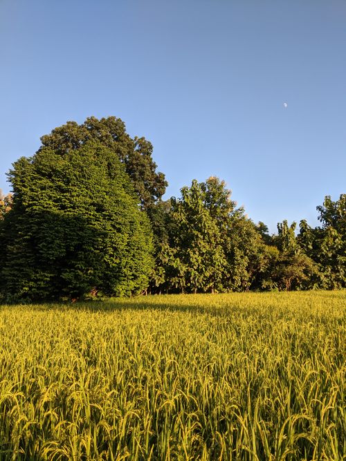 Free Wide view of a lush field with trees and a moonlit sky creating a serene rural landscape. Stock Photo