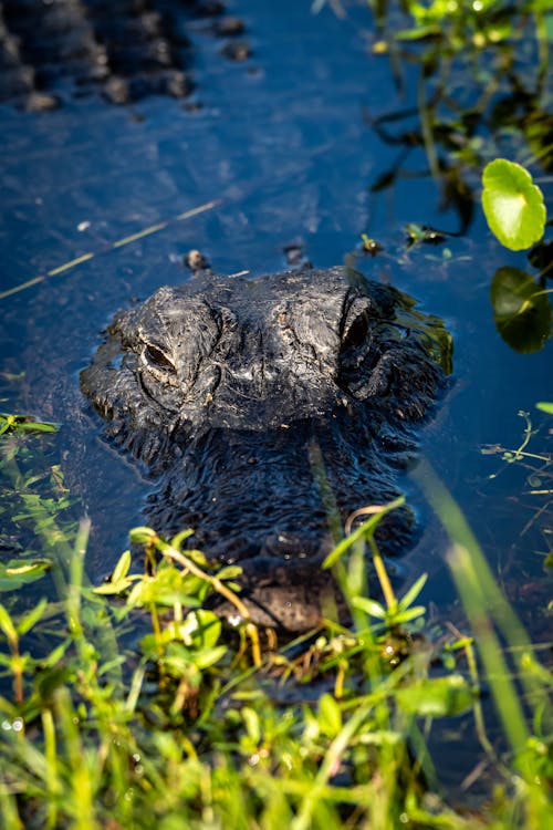 Photos gratuites de adoré, alligator, amphibien